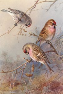Sizerin de Groenland, Sizerin cabaret, Sizerin flammé - Archibald Thorburn