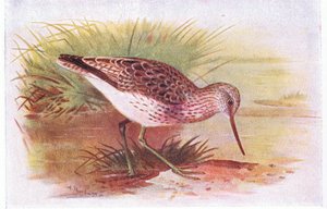 Chevalier aboyeur, de Birds of the British Isles and Their Eggs publié par Frederick Warne & Co Ltd, 1958 - Archibald Thorburn