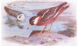 Phalarope à bec large (été et automne), de Birds of the British Isles and Their Eggs publié par Frederick Warne & Co Ltd, 1958