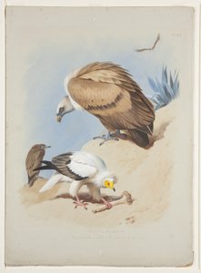 Vautour fauve et vautour égyptien, vers 1915 - Archibald Thorburn