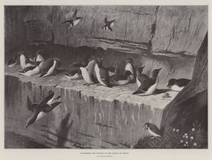 Guillemots et macareux sur l