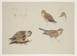 Busard et bécasseau, c.1915 - Archibald Thorburn