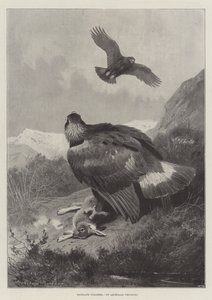 Braconniers des Highlands - Archibald Thorburn