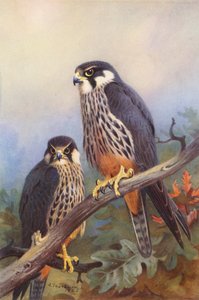 Faucon Hobereau (mâle et femelle) - Archibald Thorburn