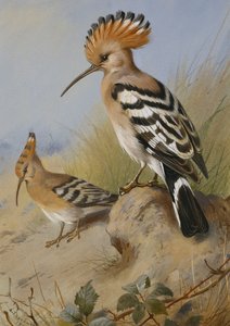 Huppes - Archibald Thorburn
