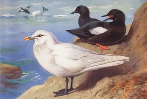 Mouette blanche, Guillemot noir (été) - Archibald Thorburn