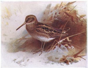 Bécassine sourde, de Birds of the British Isles and Their Eggs publié par Frederick Warne & Co Ltd, 1958