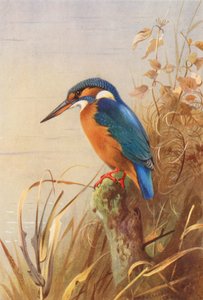 Martin-pêcheur - Archibald Thorburn