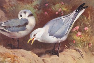 Mouette Tridactyle (adulte et jeune) - Archibald Thorburn