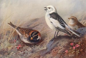 Bruant lapon, Bruant des neiges (été) (mâle et femelle) - Archibald Thorburn