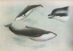 Petit rorqual et rorqual de Rudolph, de Mammifères de Thorburn publié par Longmans et Co, vers 1920