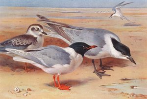 Petite mouette (adulte et jeune), sterne hansel - Archibald Thorburn