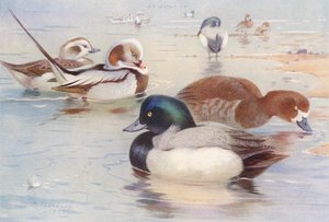 Canard à longue queue (mâle et femelle), Fuligule milouin (mâle et femelle) - Archibald Thorburn