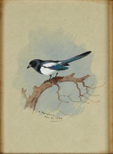 Pie sur une branche - Archibald Thorburn