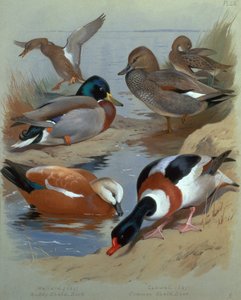 Canard colvert, canard chipeau, tadorne casarca