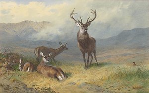 Monarque des Highlands - Archibald Thorburn