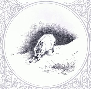 Lièvre des montagnes, pub. par Book Club Associates