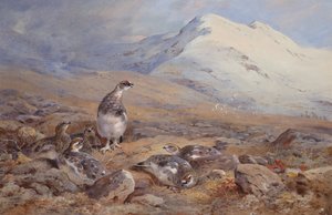Sur le terrain du lagopède - Archibald Thorburn