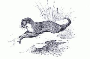 Loutre avec poisson, de Mammifères de Thorburn publié par Longmans and Co, c. 1920 - Archibald Thorburn