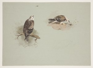 Bondrée apivore, c.1915 - Archibald Thorburn