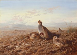 Perdrix parmi les chaumes - Archibald Thorburn
