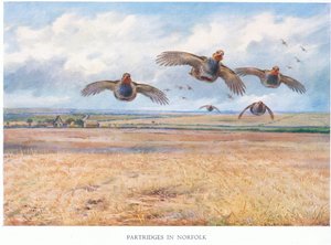Perdrix dans le Norfolk, 1938 - Archibald Thorburn