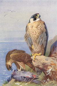 Faucon pèlerin - Archibald Thorburn