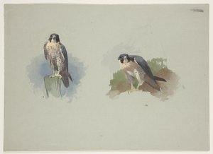 Faucon pèlerin mâle, c.1915 - Archibald Thorburn