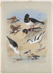 Phalaropes, huîtrier, avocette, tournepierre et échasse, vers 1915 - Archibald Thorburn