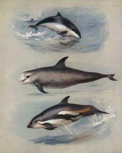 Marsouin, Grampus de Risso, Dauphin à flancs blancs