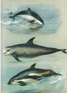 Marsouin, Grampus de Risso et dauphin à flancs blancs, de Mammifères de Thorburn publié par Longmans and Co, vers 1920 - Archibald Thorburn