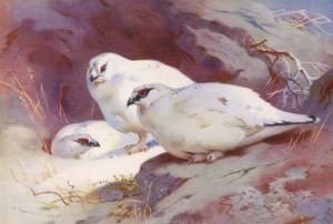 Lagopède (mâle et femelle, hiver)