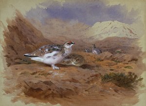 Lagopède dans un Paysage de Highland - Archibald Thorburn