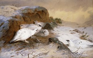 Lagopède dans la neige - Archibald Thorburn