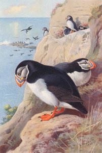 Macareux - Archibald Thorburn