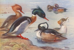Harle huppé (mâle et femelle), Canard arlequin (mâle et femelle), Harle couronné (mâle et femelle) - Archibald Thorburn