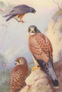 Faucon kobez, Crécerelle (mâle et femelle) - Archibald Thorburn