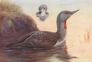 Plongeon catmarin - Archibald Thorburn