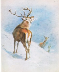 Cerf rouge, pub. par Book Club Associates - Archibald Thorburn