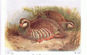 Perdrix rouge, de Birds of the British Isles and Their Eggs publié par Frederick Warne & Co Ltd, 1958