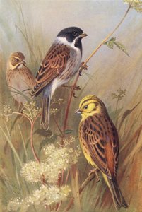 Bruant des roseaux (mâle et femelle), Bruant jaune - Archibald Thorburn