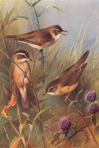 Rousserolle effarvatte, Phragmite des joncs, Rousserolle verderolle - Archibald Thorburn