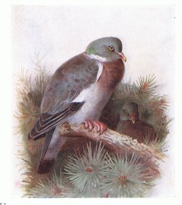 Pigeon ramier, de Birds of the British Isles and Their Eggs publié par Frederick Warne & Co Ltd, 1958