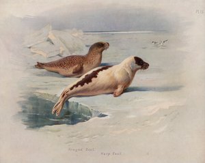 Phoque annelé, Phoque du Groenland - Archibald Thorburn
