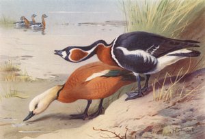 Tadorne casarca, Oie à bec rouge - Archibald Thorburn