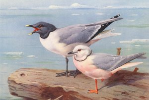Mouette de Sabine, Mouette à queue en coin - Archibald Thorburn