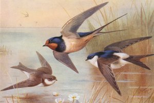 Hirondelle de rivage, Hirondelle, Martin
