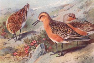 Bécasseau sanderling (été), Bécasseau maubèche (été) - Archibald Thorburn