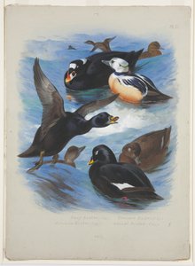 Macreuses et eiders de Steller, vers 1915 - Archibald Thorburn
