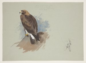 Aigle de mer et croquis au crayon d